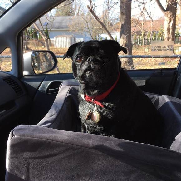 pugpixie